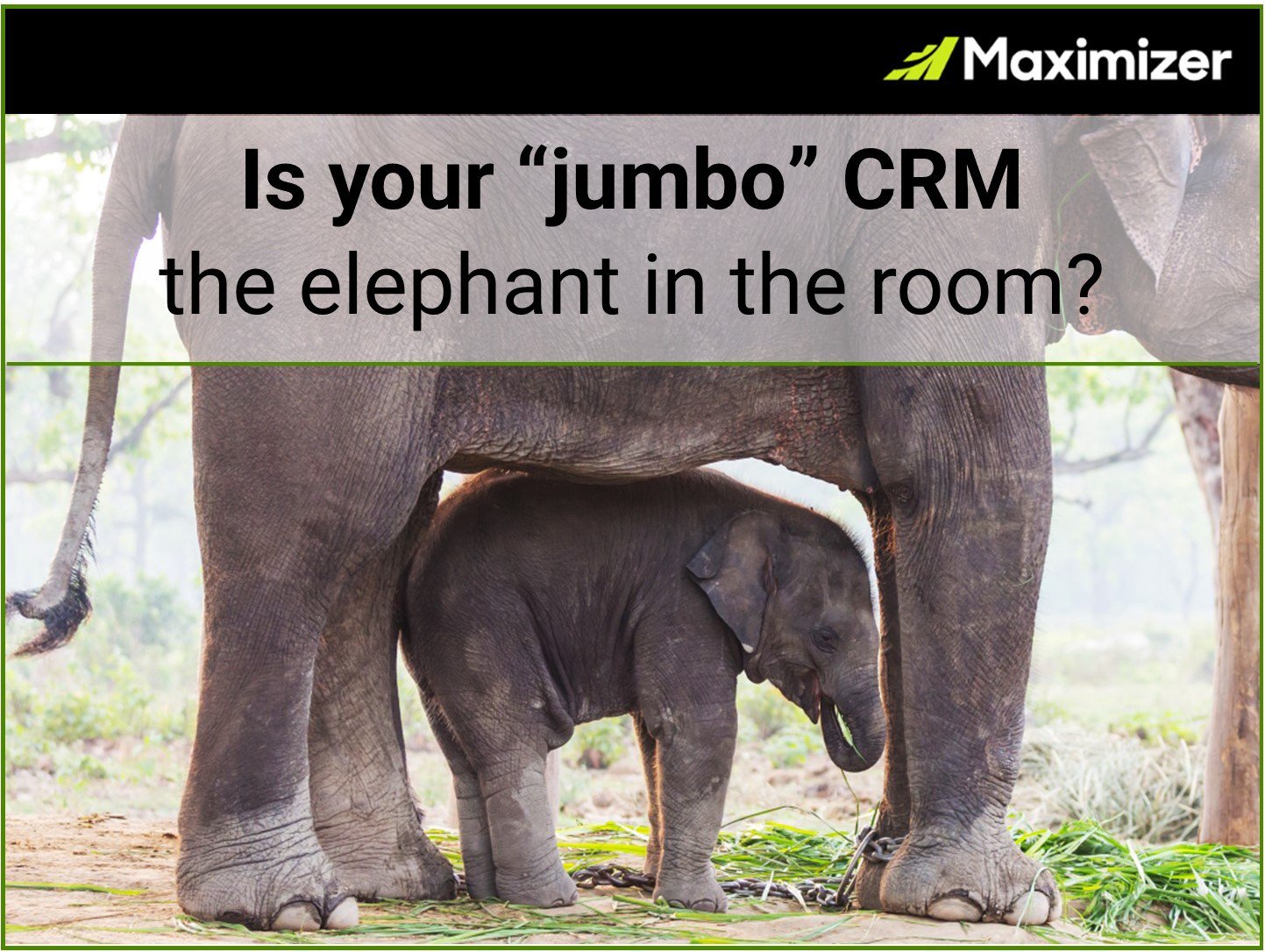 How to Be a Better Sales Leader: Is your “Jumbo” CRM the elephant in the room?  cover